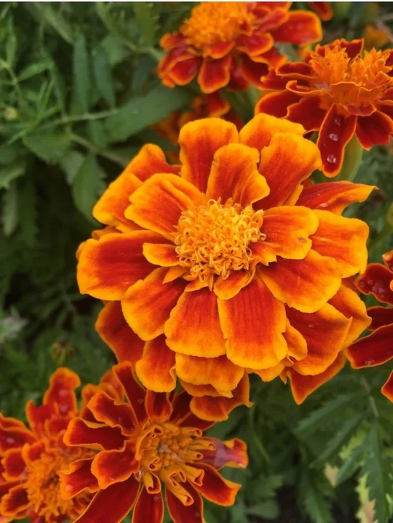 BUNDLE FOR @ISTIDDARD- DO NOT BUY IF YOU ARE NOT ISTIDDARD - Picture 1 of 1